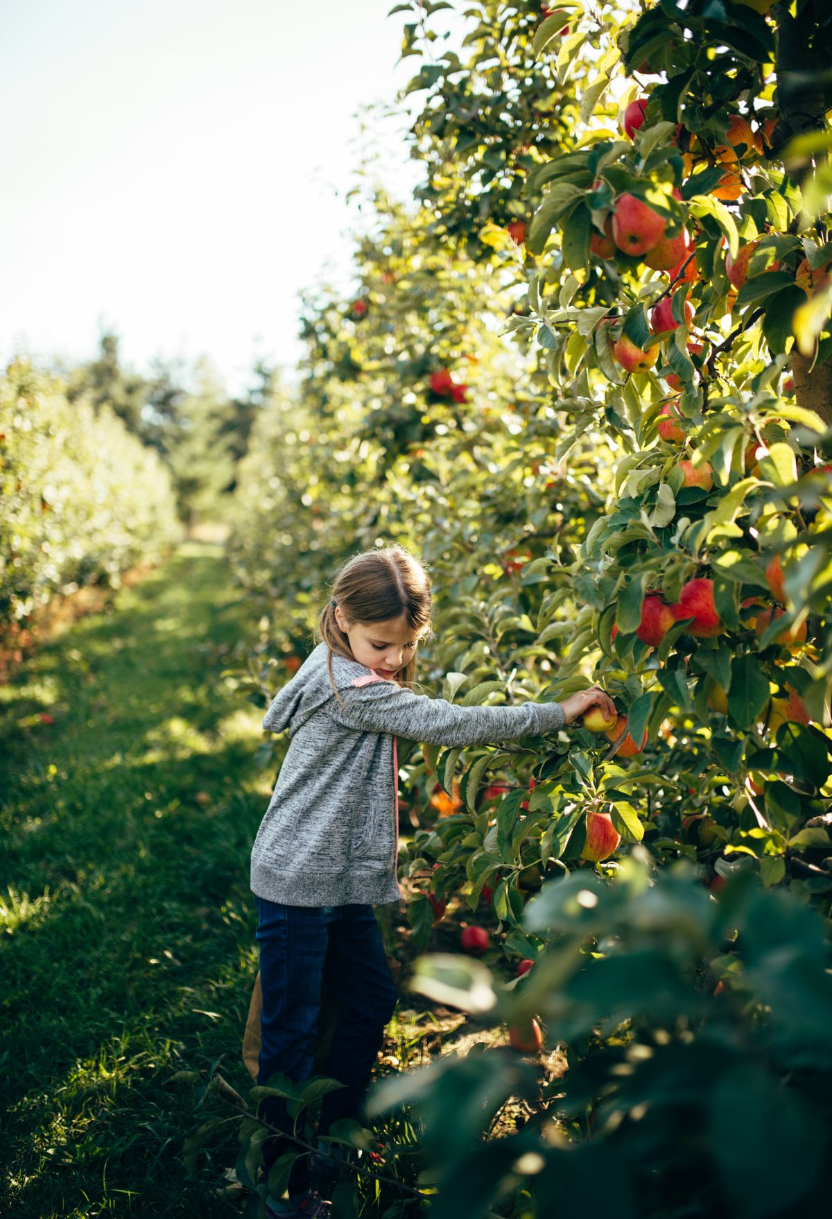 apple picking
